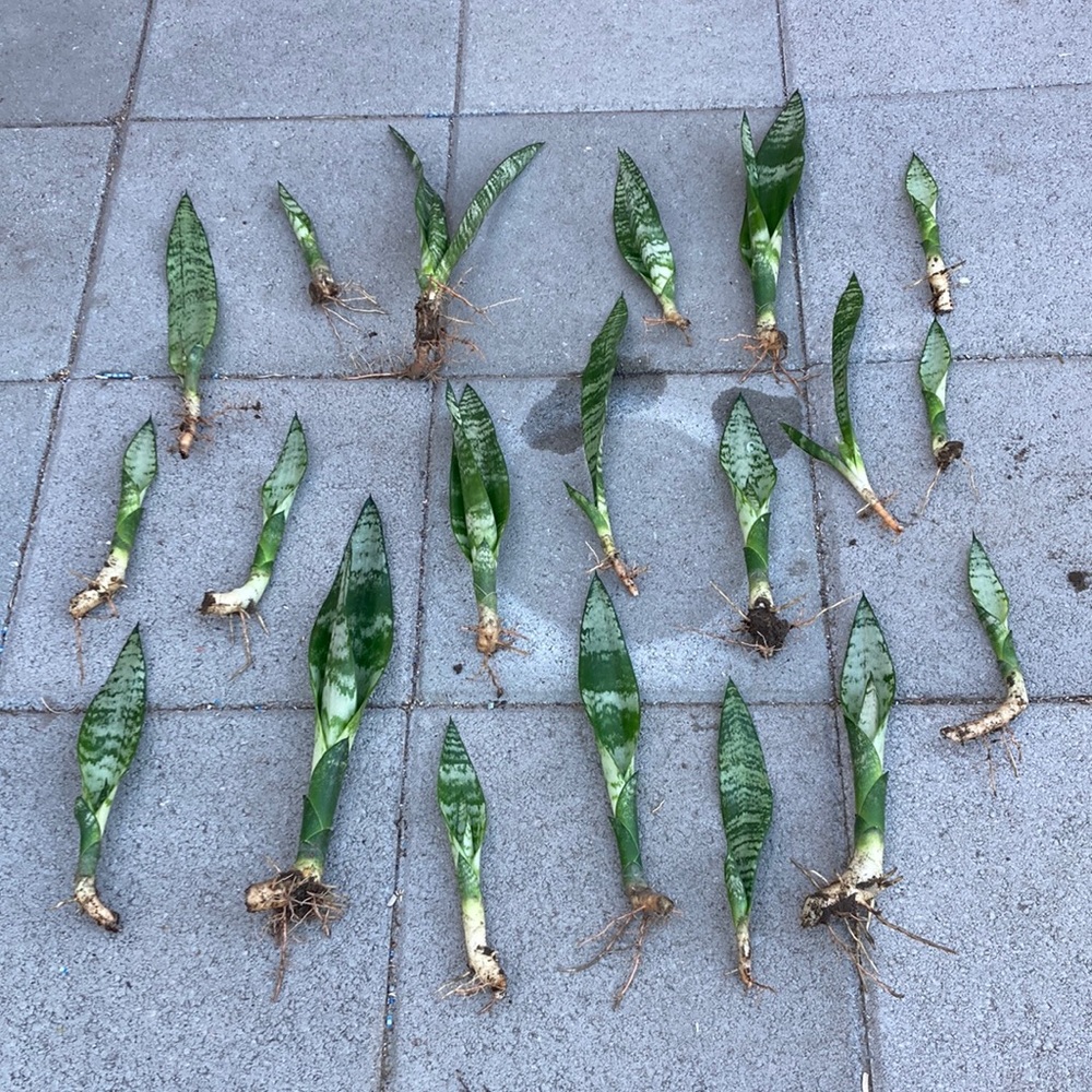 20x rooted Snake Plants